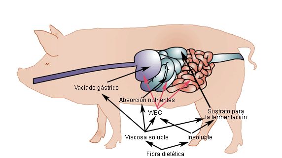 La influencia de las FD solubles e insolubles en los procesos de digesti&oacute;n y absorci&oacute;n en diferentes segmentos del tracto gastrointestinal