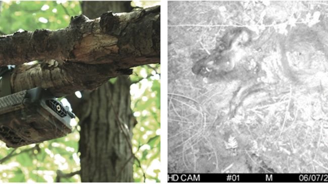Figura 3. Controllo di una fototrappola e immagine “notturna” di un cinghiale posizionato in un sito di campionamento