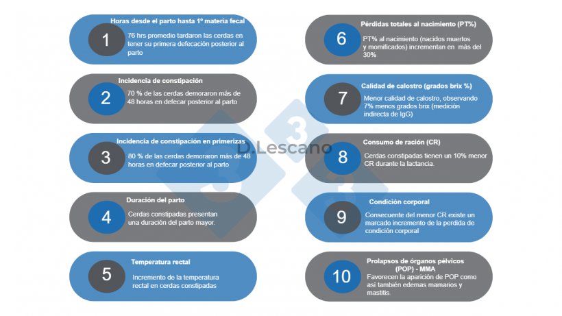 Figura 2.&nbsp;Resumen de los efectos de la constipaci&oacute;n sobre el desempe&ntilde;o de cerdas.&nbsp;
