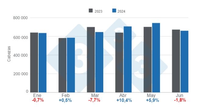 Gráfico 1. Faena mensual de porcinos en el primer semestre de 2024, variaciones anuales. Elaborado por el Departamento de Economía e Inteligencia de Mercados de 333 Latinoamérica con datos de la Secretaría de Agricultura, Ganadería y Pesca del Ministerio de Economía de Argentina.