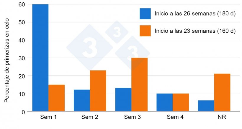 Figura 1: Efecto de la edad de la primeriza en la respuesta a la exposici&oacute;n al verraco (Van Vettere et al. 2005)
