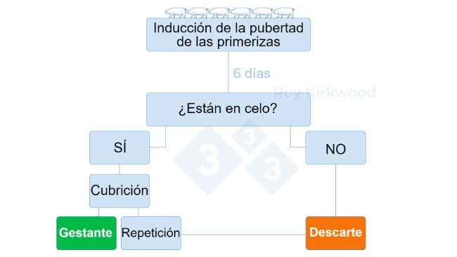 Figura 2: Protocolo propuesto de acuerdo a la respuesta del tratamiento de inducci&oacute;n a&nbsp;la pubertad. Nota: si observas < 70% de primerizas en celo a los 6 d&iacute;as despu&eacute;s del tratamiento--> es probable que tengas problemas con la detecci&oacute;n del celo.
