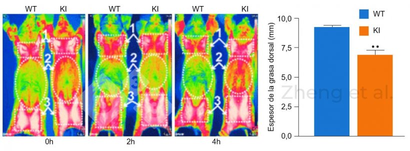 Figura 3: Se tomaron im&aacute;genes infrarrojas a las 0, 2 y 4 h de la exposici&oacute;n al fr&iacute;o en cerdos de 6 meses. Espesor de la grasa dorsal en lechones de 20 kg. Fuente: Zheng et al. (2017). &laquo;Reconstitution of UCP1 using CRISPR/Cas9 in the white adipose tissue of pigs decreases fat deposition and improves thermogenic capacity&raquo;.&nbsp;Proc Natl Acad Sci U S A 114(45): E9474-E9482.
