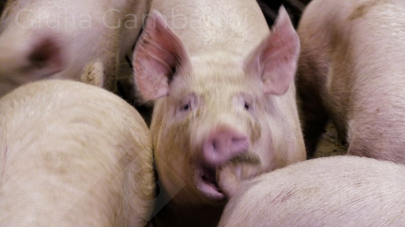 Foto 3: Cerdo en el acto&nbsp;de morder la cola de un compa&ntilde;ero.
