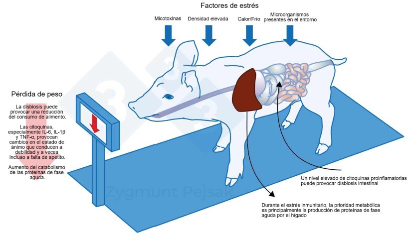 Figura 1. Uno de los costes extra de una alerta prolongada es la disminuci&oacute;n del apetito y, en consecuencia, un periodo de engorde m&aacute;s largo. Dado que la presi&oacute;n de los factores de estr&eacute;s ambiental afecta de forma diferente a cada animal, se producir&aacute; una diferenciaci&oacute;n en el peso de los lechones destetados o cerdos de engorde de la misma edad. La diferenciaci&oacute;n de peso entre animales de la misma edad puede tener graves consecuencias econ&oacute;micas. Adem&aacute;s, especialmente en animales j&oacute;venes, una dieta que no contenga nutrientes esenciales para reforzar la resistencia antiinfecciosa puede hacer que los animales sean m&aacute;s vulnerables. Efectos del estr&eacute;s sobre la inmunidad, la sanidad y la productividad, Z. Pejsak, 2023, 3tres3.com
