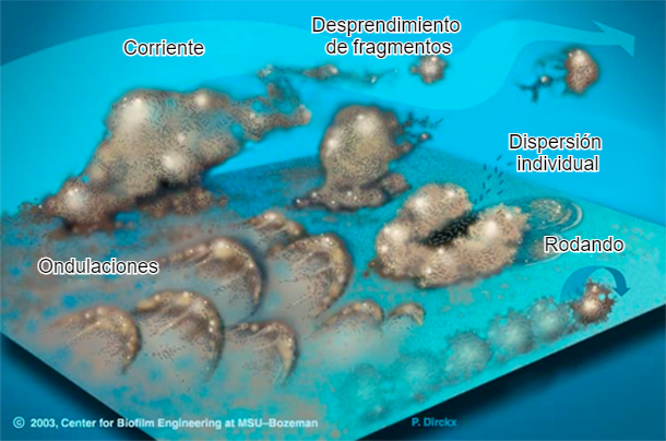 Figura 7. Las bacterias del biofilm pueden mobilizarse de muchas formas: Colectivamente ya sea en ondulaciones, rodando sobre la superficie o desprendi&eacute;ndose en grupos o individualmente, dispers&aacute;ndose en la corriente. Fuente:&nbsp;Center for Biofilm Engineering, Montana State University
