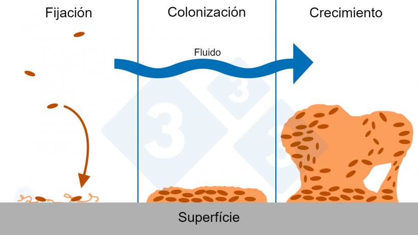 Figura 6. Tres&nbsp;fases de la formaci&oacute;n del biofilm: fijaci&oacute;n, colonizaci&oacute;n y crecimiento de estructuras complejas del biofilm. Fuente: Figura adaptada con permiso de The Center for Biofilm Engineering, Montana State University.
