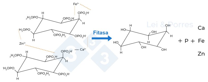 Figura 2. Representaci&oacute;n de la hidr&oacute;lisis completa del &aacute;cido f&iacute;tico por acci&oacute;n de la fitasa, proceso del cual se obtiene inositol, fosfato y otros elementos como Calcio (Ca), Hierro (Fe), Zinc (Zn), amino&aacute;cidos u otros nutrientes que est&aacute;n ligados al &aacute;cido f&iacute;tico (Lei y Porres, 2003).
