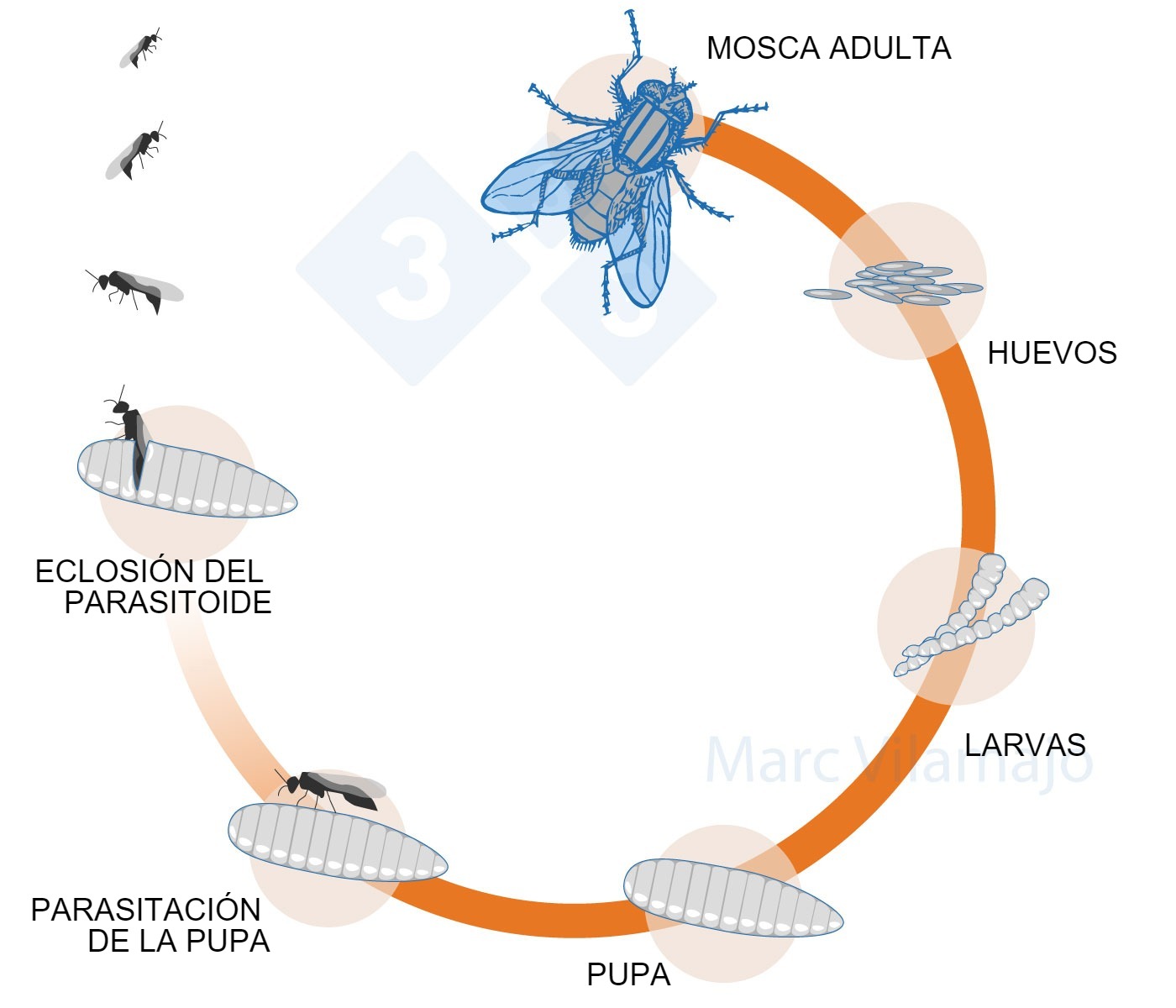 <p>Figura 3. Ciclo biologico della mosca interrotto dall&#39;azione di un parassitoide.</p>
