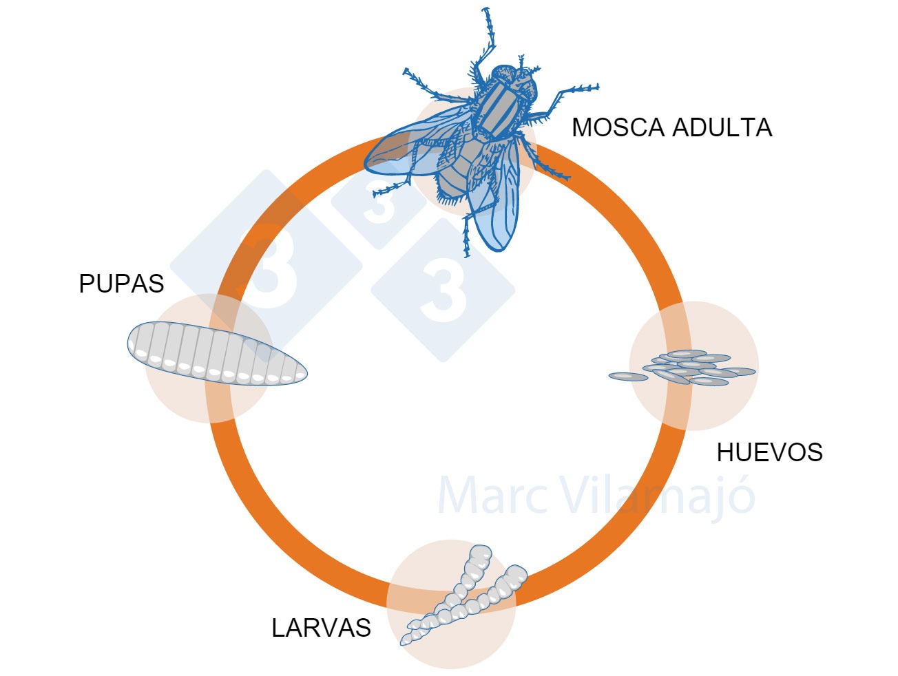 <p>Figura 1. Ciclo biologico delle mosche.</p>
