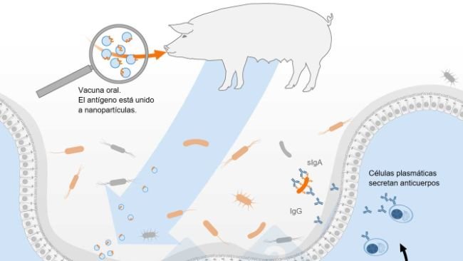 Esquema de activación del sistema inmunitario común de las mucosas