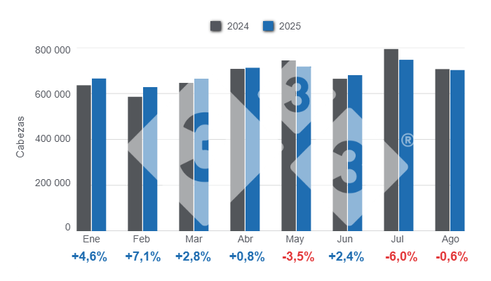 Gr&aacute;fico 1: Evoluci&oacute;n mensual de la faena de porcinos en el per&iacute;odo enero &ndash; agosto, variaciones anuales. 

Elaborado por el Departamento de Econom&iacute;a y Sostenibilidad de 333 Latinoam&eacute;rica con datos de la Secretar&iacute;a de Agricultura, Ganader&iacute;a y Pesca del Ministerio de Econom&iacute;a de Argentina.