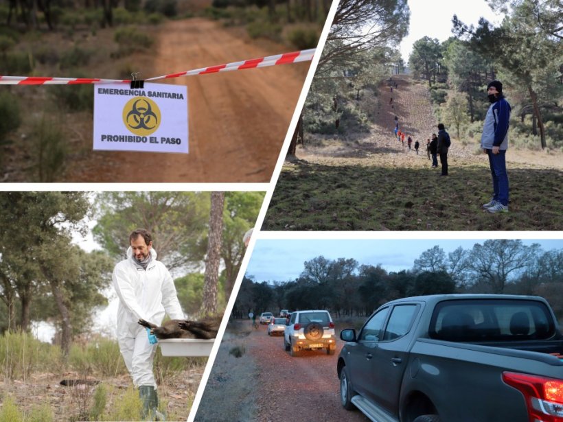 Figura 3: Simulacros&nbsp;de PPA en jabal&iacute;es.
