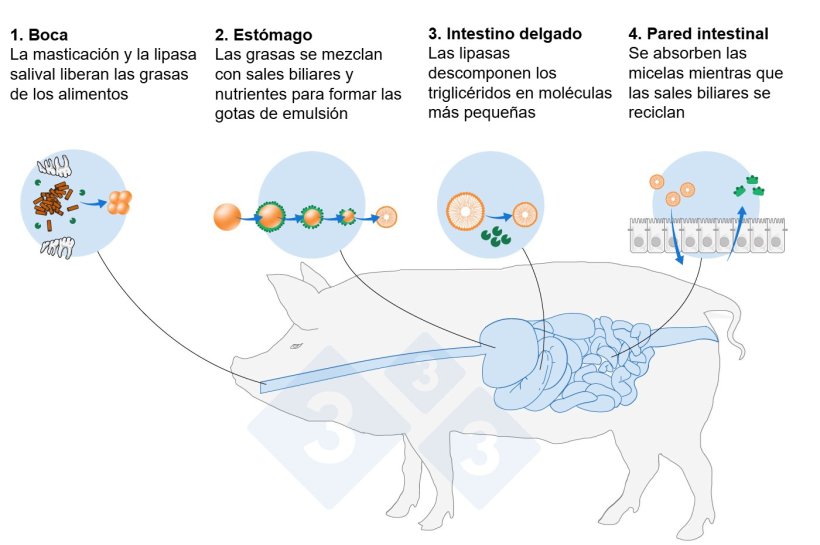 Figura 1. Resumen simplificado de la digestión de lípidos: emulsificación, hidrólisis y absorción (Adaptado de De Wealleans et al., 2021)
