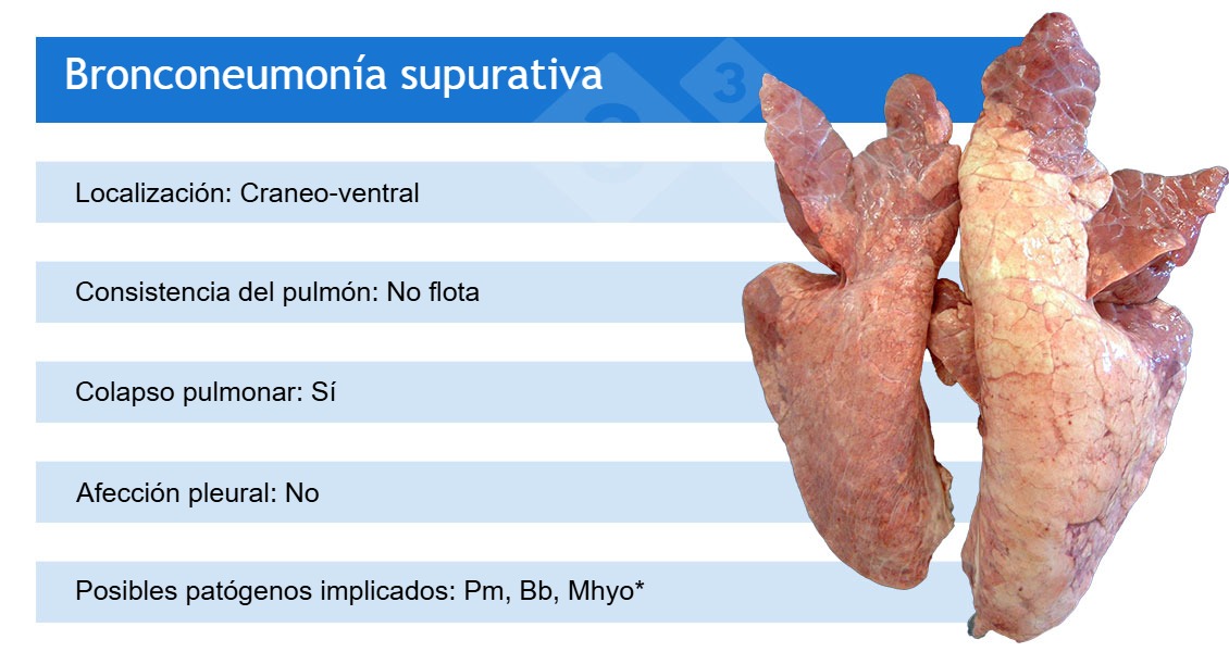 <p><strong>Pm:</strong> <em>Pasteurella multocida</em>; <strong>Bb:</strong> <em>Bordetella bronchiseptica</em>; <strong>Mhyo:</strong> <em>Mycoplasma hyopneumoniae.</em><br />
*Mhyo suele participar en bronconeumon&iacute;as supurativas como pat&oacute;geno iniciador (causando primero una neumon&iacute;a bronco-intersticial).</p>
