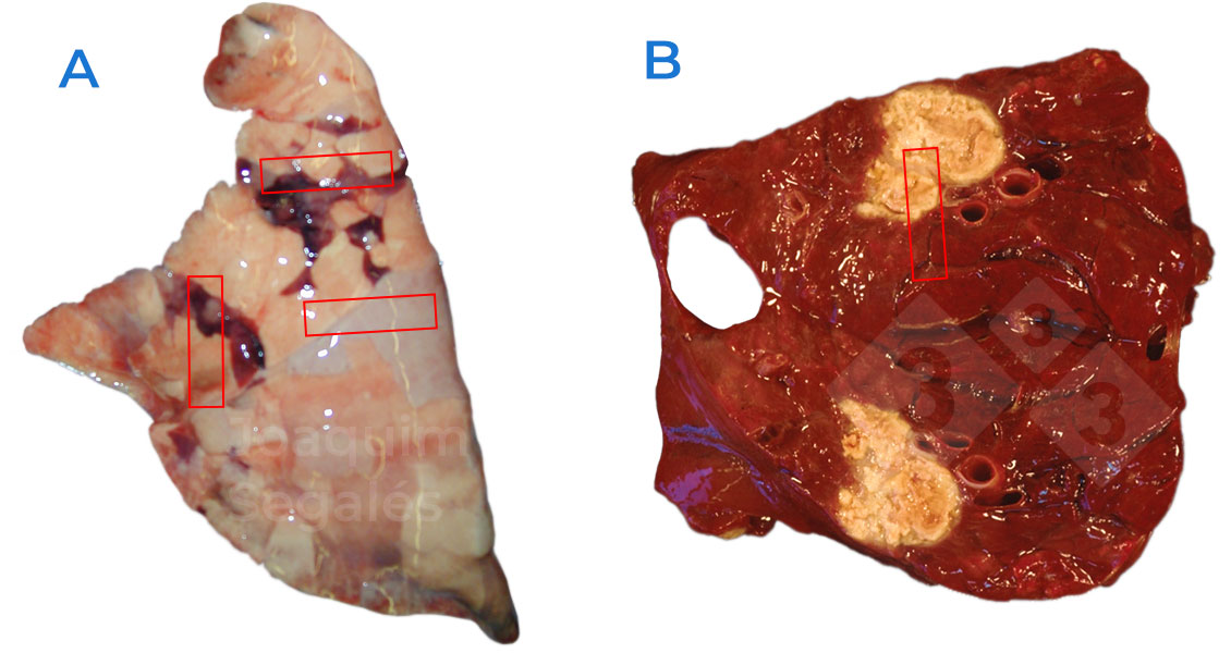 <p>Figura 1. A. Muestreo general recomendado en un pulm&oacute;n, tomando muestras que incluyan zonas normales y afectadas. B. En caso de lesiones focales, deben tomarse tambi&eacute;n zonas normales y afectadas, no s&oacute;lo con lesi&oacute;n.</p>
