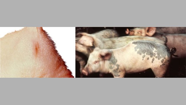 Atresia - la inviabilidad conduce a la muerte y a la pérdida económica. Cifosis - común en algunas explotaciones aunque la mayoría de cerdos sobreviven y crecen normalmente.