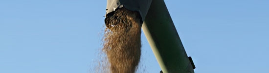 Grano