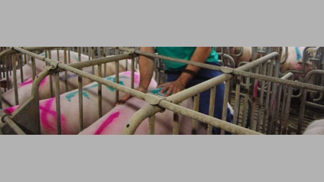 La pauta de los 5 puntos