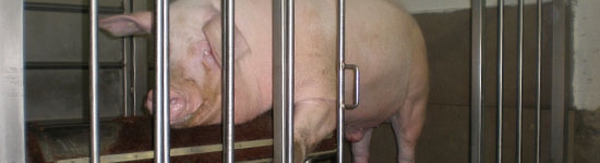 Verraco Landrace en centro de inseminaci&oacute;n