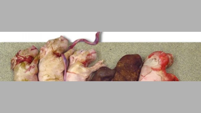 Camada de una cerda infectada experimentalmente con PCV2 en el momento de la inseminación. Nótese el pequeño tamaño de la camada y la presencia de dos fetos momificados.