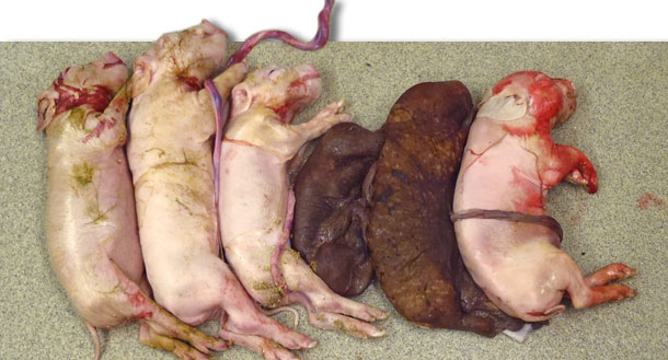 Camada de una cerda infectada experimentalmente con PCV2 en el momento de la inseminaci&oacute;n. N&oacute;tese el peque&ntilde;o tama&ntilde;o de la camada y la presencia de dos fetos  momificados.