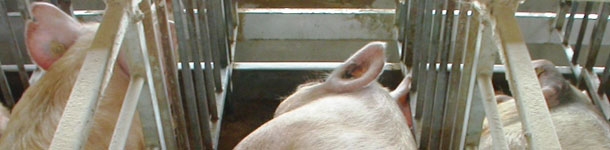 Manejo alimentario en cerdas desde el destete a cubrici&oacute;n