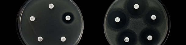 Ejemplo de resistencia a diferentes antibi&oacute;ticos en dos cepas de Salmonella.