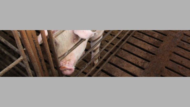 Cerda de reposición