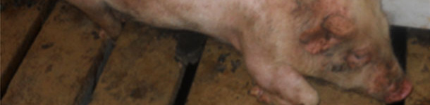 Toma de hisopos nasales de lechones en transici&oacute;n para la detecci&oacute;n de M. hyorhinis.