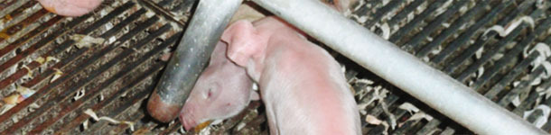 Lech&oacute;n muerto