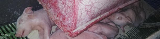 nidos