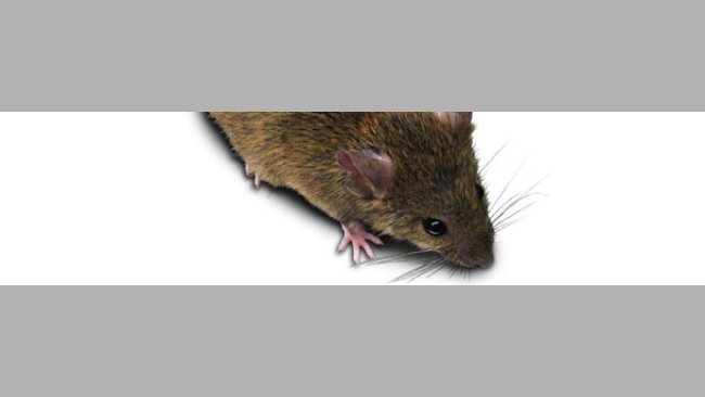 Rata