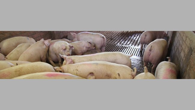 Propuesta para reducir la variabilidad de peso vivo al matadero