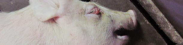 Lech&oacute;n destetado de 5 semanas de edad en dec&uacute;bito lateral y con edema palpebral