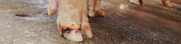 Lesiones en pezu&ntilde;as en un caso de enfermedad vesicular idiop&aacute;tica.