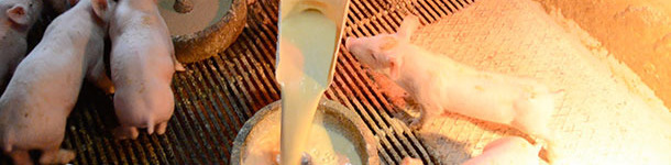 Aporte manual de leche en platos en transici&oacute;n