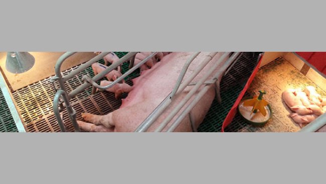 Sistema muy casero, mejorable, para lactación secuencial