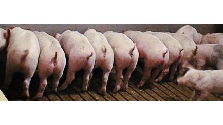 Inmunidad postdestete frente a E. coli 