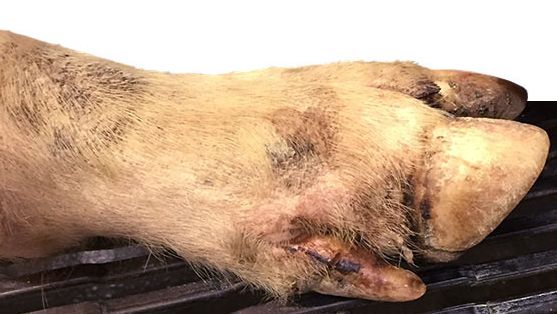 Se detectan algunas peque&ntilde;as lesiones interdigitales, en las almohadillas plantares y en las bandas coronarias