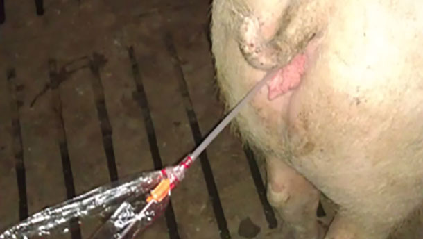 Optimizaci&oacute;n de la inseminaci&oacute;n post-cervical en la especie porcina: puntos cr&iacute;ticos
