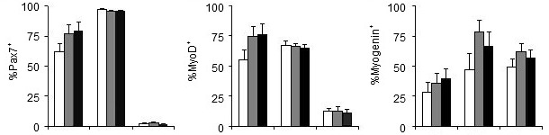 Efecto del f&oacute;sforo de la dieta sobre los genes que regulan la proliferaci&oacute;n (Pax7) y la diferenciaci&oacute;n (MyoD, Myogenin) de las c&eacute;lulas sat&eacute;lite