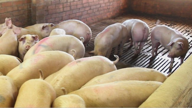 Cerdas de reposición