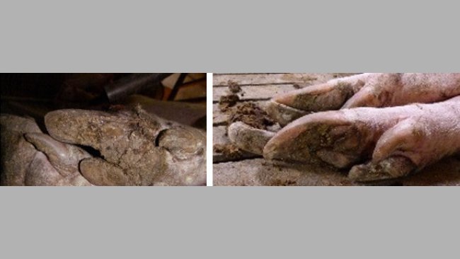 Lesiones en pezuñas de cerdas