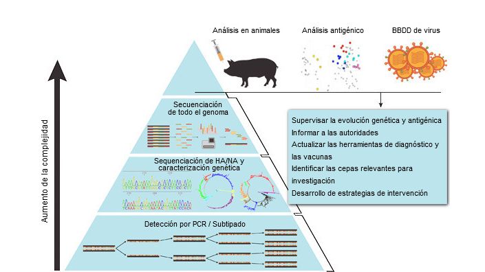 M&eacute;todo sistem&aacute;tico de vigilancia del virus de la influenza A en porcino
