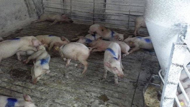 Cerdos afectados
