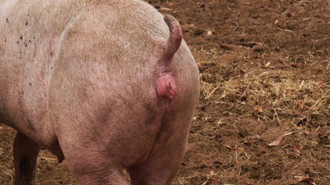 Celo en una nul&iacute;para sincronizada con altrenogest