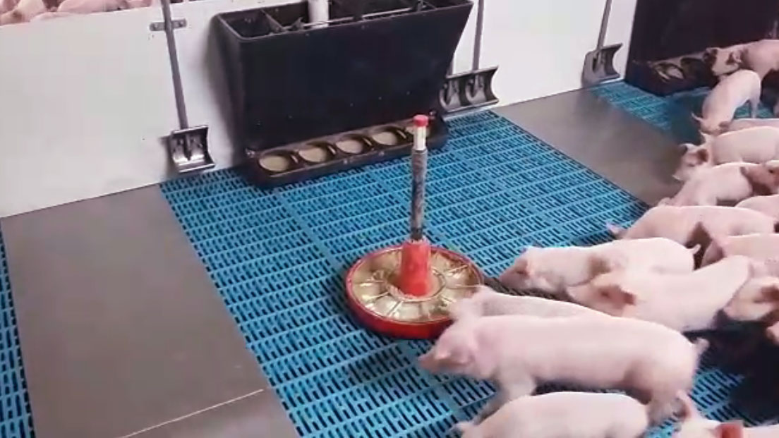 El choice feeding se basa en ofrecer durante unos d&iacute;as concretos de cambio de dieta, a la vez distintos piensos, ya sea de lactoiniciador y prestarter o de prestarter y starter, con el objetivo que el propio lech&oacute;n escoja qu&eacute; proporci&oacute;n coma de cada pienso.
