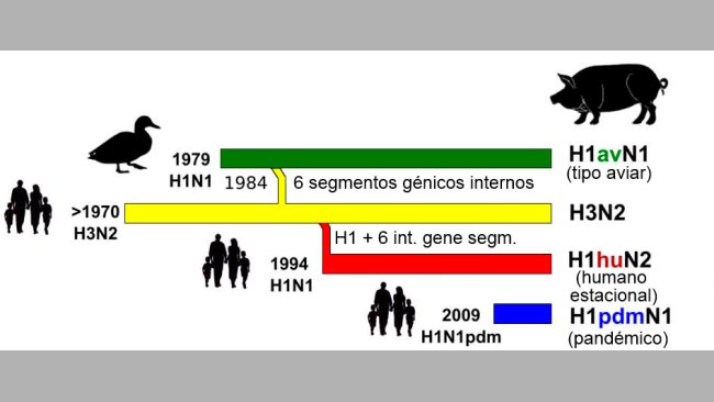 Figura 1. Historia y origen de los virus de influenza porcina tipo A (IAV) que actualmente circulan en Europa. Nótese que ninguno de estos IAV porcinos tiene su origen en el cerdo.