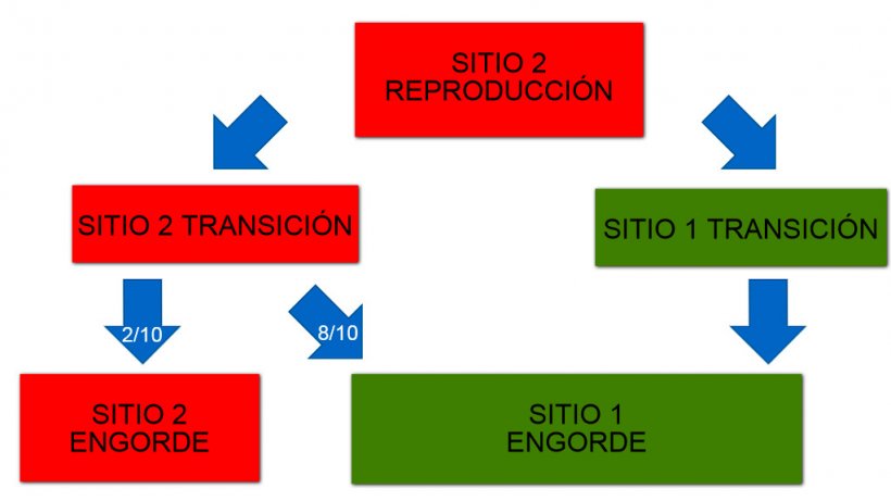 Figura 1: Esquema de los dos sitios de producci&oacute;n y del flujo de animales.
